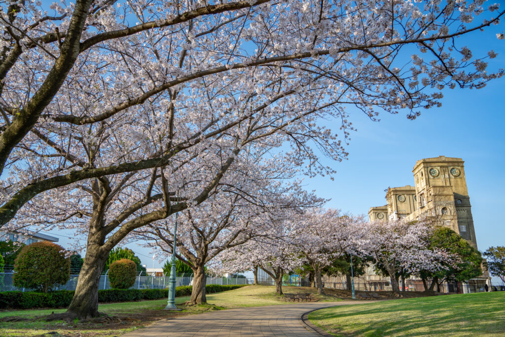 根岸森林公園の桜21 パークライフヨコハマ