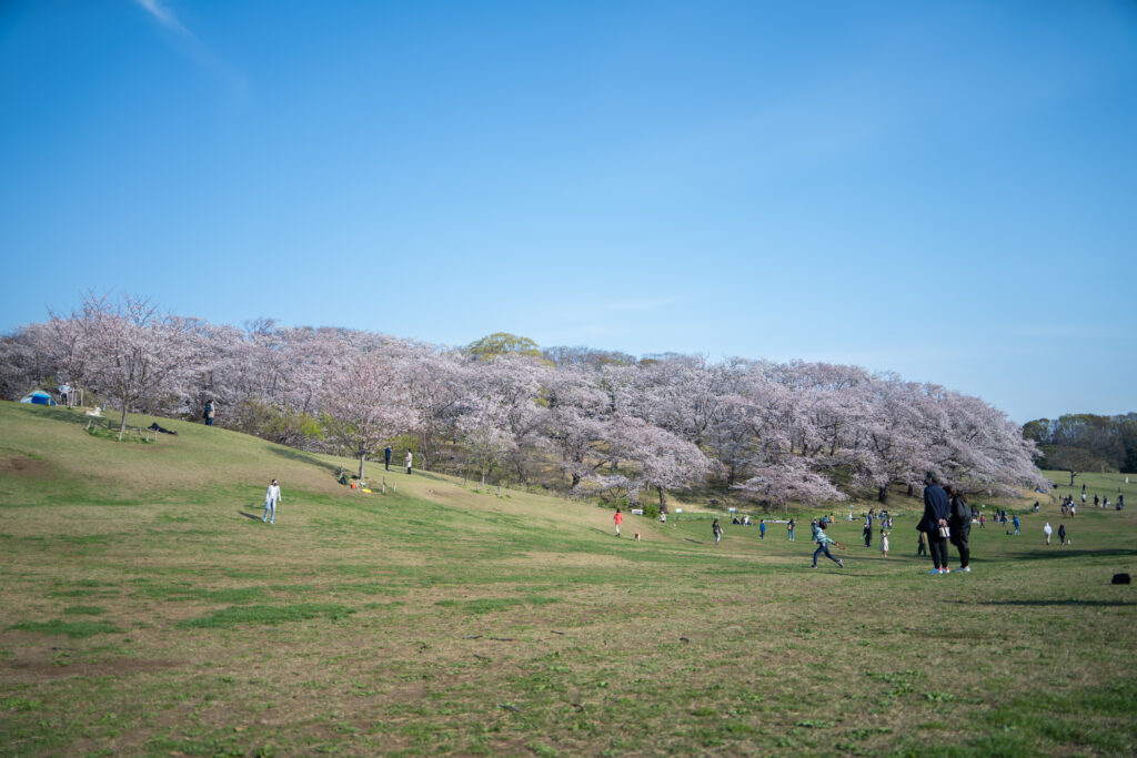 根岸森林公園の桜21 パークライフヨコハマ